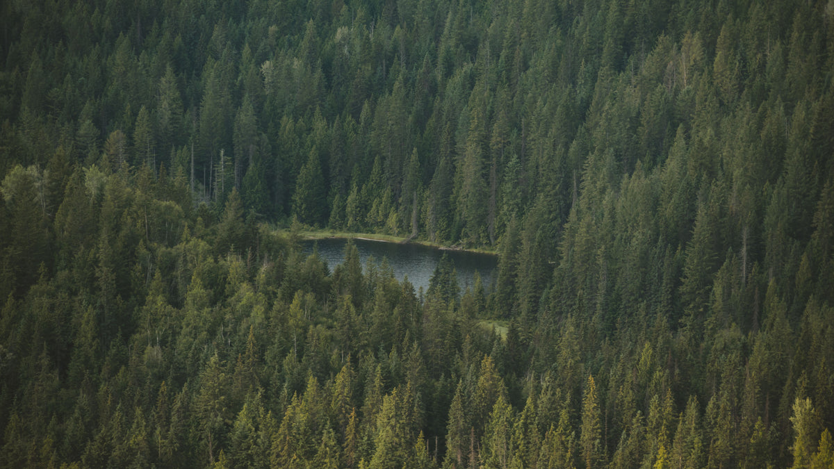 Aerial view of an evergreen forest surrounding a small lake