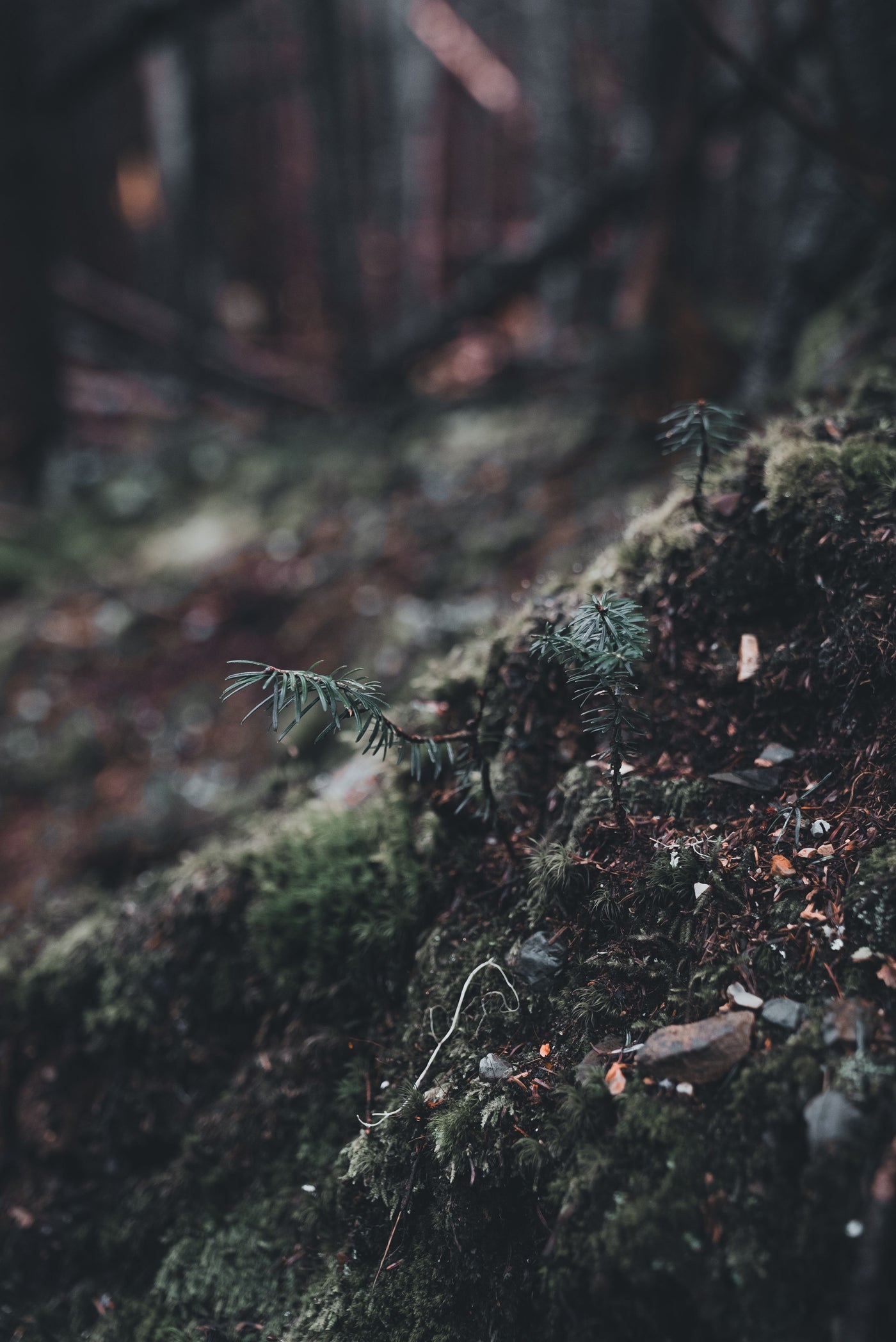 Moody forest floor with moss and ferns
