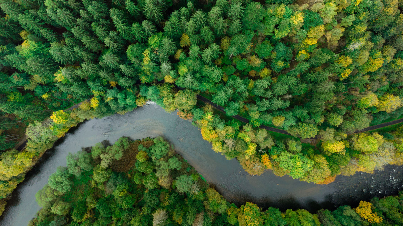 Aerial view of a river winding through deep evergreen forest