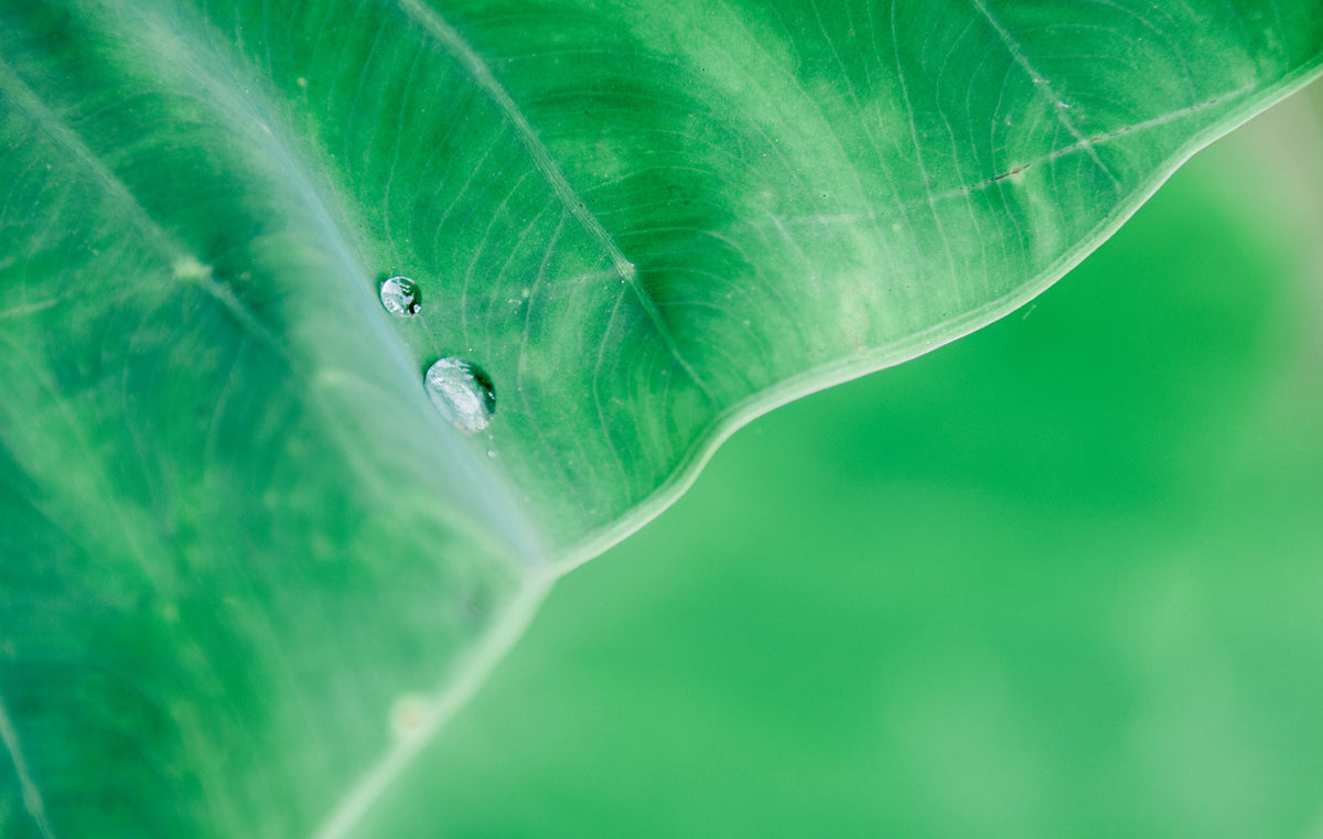 Water droplets on a green leaf, macro